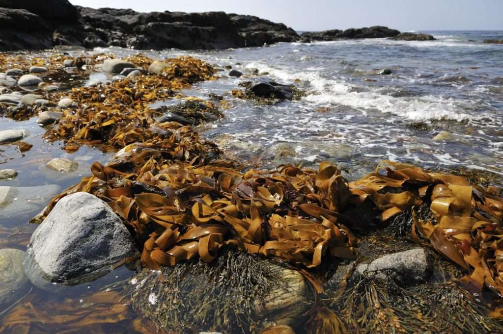 Alliga kelp coast